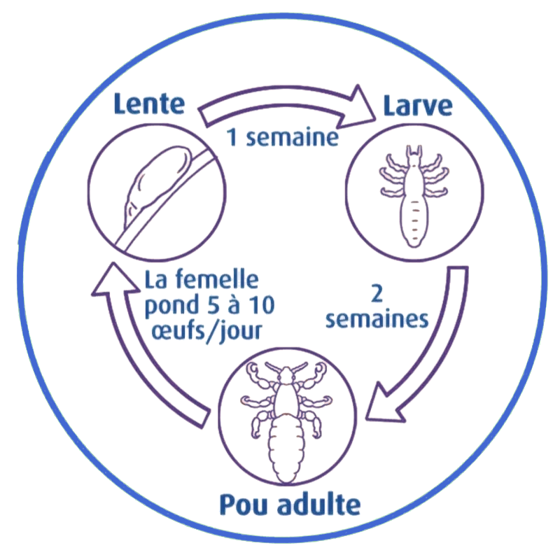 cycle des poux